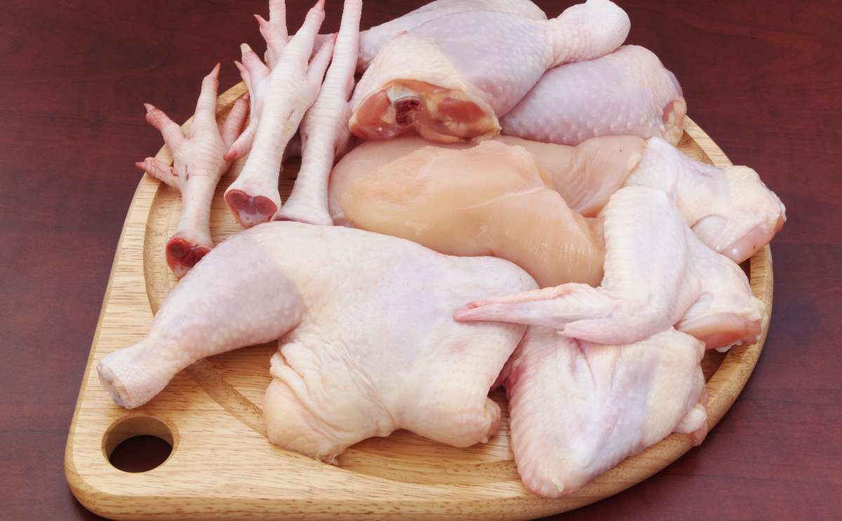 frozen chicken exporters 